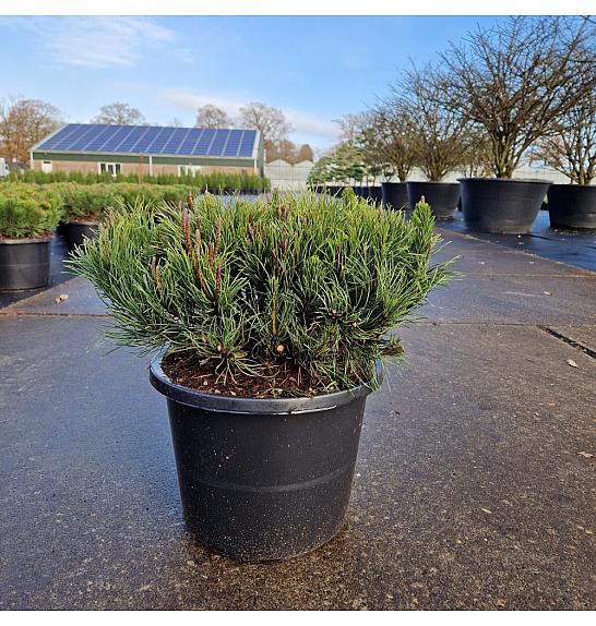 Pinus mugo pumilio C12 Lit. 35-40 cm