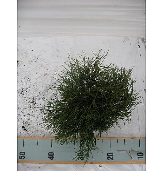 Pinus mugo Pumilio C1 Lit. 15-20 cm