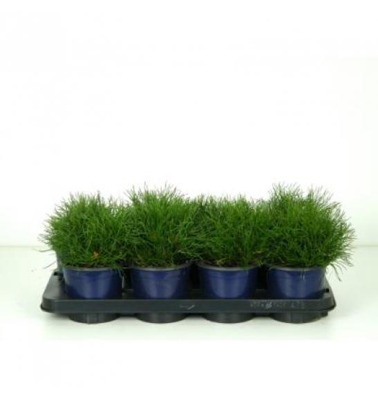 Pinus mugo pumilio C1 Lit.10-15 cm