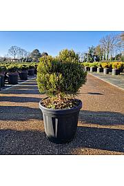 Pinus mugo Picobello C6 Lit. 20-25 cm
