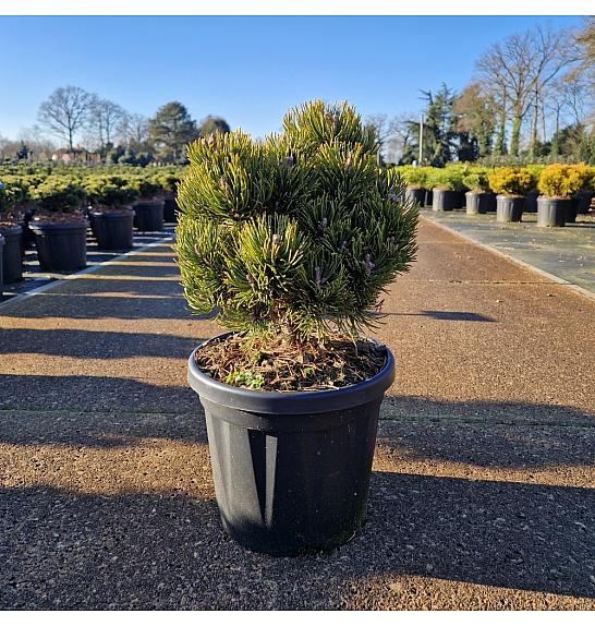 Pinus mugo Picobello C6 Lit. 20-25 cm