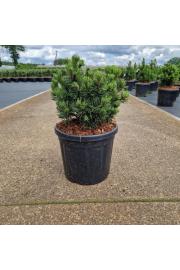 Pinus mugo Picobello C8 Lit. 25-30 cm