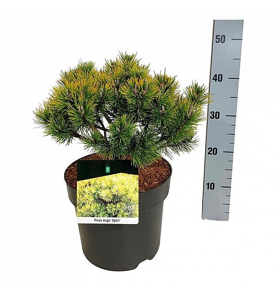 Pinus mugo Ophir C7,5 Lit. 25-30 cm