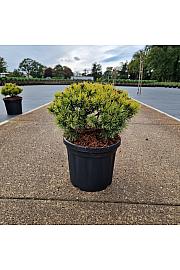Pinus mugo Ophir C6 Lit. 20-25 cm