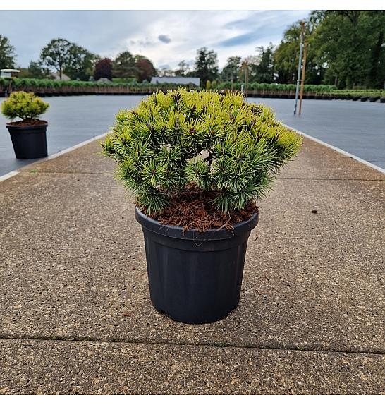 Pinus mugo Ophir C6 Lit. 20-25 cm