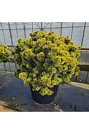 Pinus mugo Ophir C130 Lit. 90-100 cm