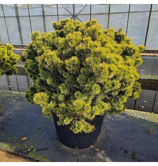Pinus mugo Ophir C130 Lit. 90-100 cm