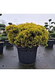 Pinus mugo Ophir C110 Lit. 90-100 cm