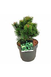Pinus mugo Mumpitz C7,5 Lit. 25-30 cm