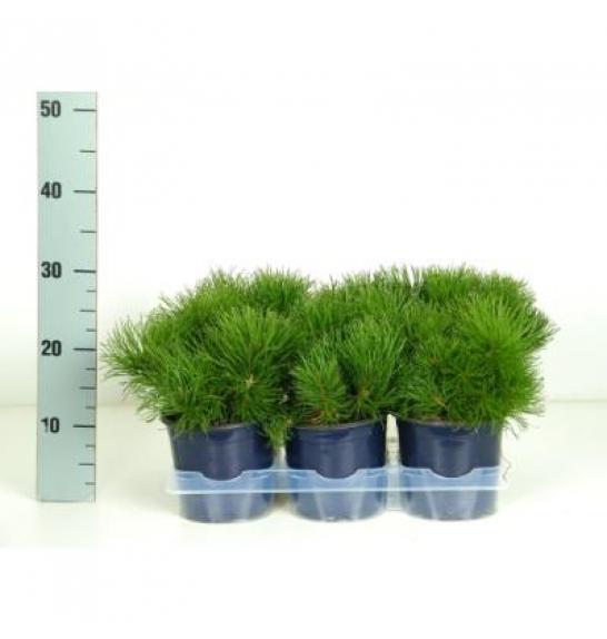 Pinus mugo mughus Ø15 15-20 cm