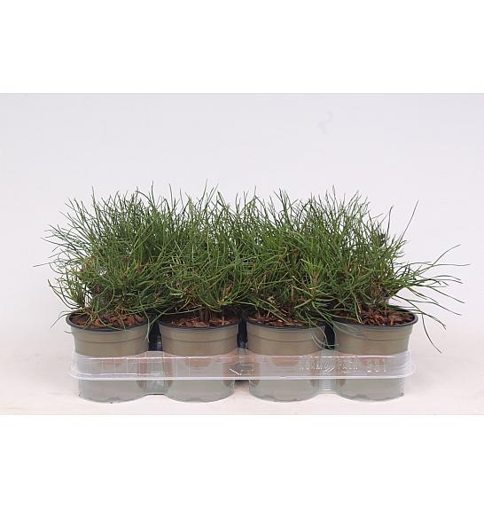 Pinus mugo Mughus Ø11 10-15 cm