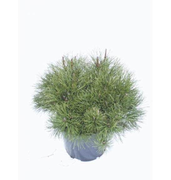 Pinus mugo Mughus C7,5 Lit. 45-50 cm