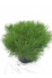 Pinus mugo Mughus C5 Lit. 40-45 cm