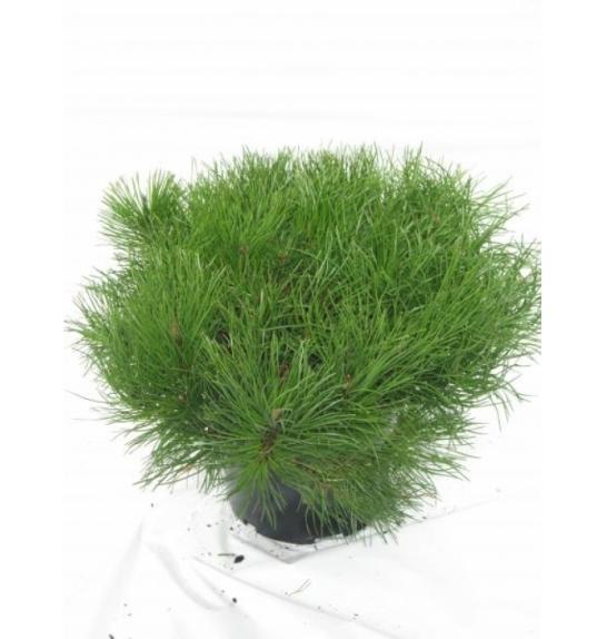 Pinus mugo Mughus C5 Lit. 40-45 cm