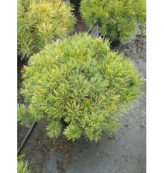 Pinus mugo Mughus C25 Lit. 80-100 cm