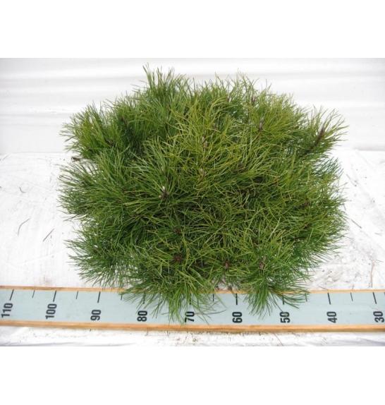 Pinus mugo Mughus C10 Lit. 60/+ cm