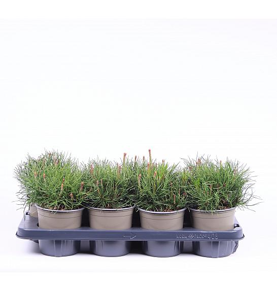 Pinus mugo mughus C1 Lit.10-15 cm