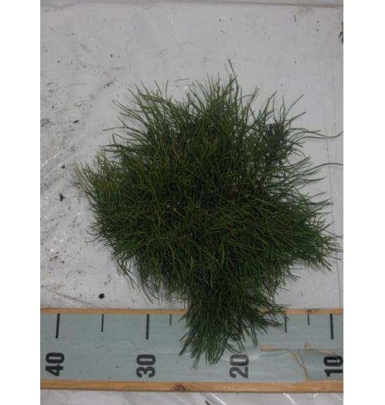 Pinus mugo Mughus C1 Lit. 15-20 cm