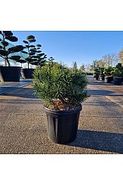 Pinus mugo Mops C8 Lit. 25-30 cm old