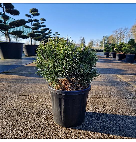 Pinus mugo Mops C8 Lit. 25-30 cm old