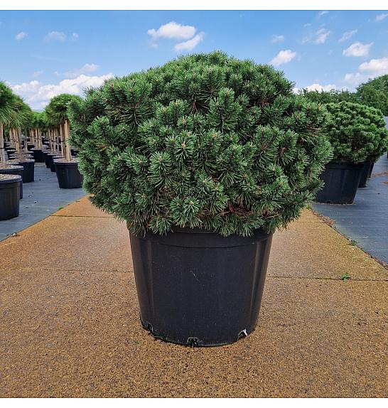 Pinus mugo Mops C65 Lit. 70/+ cm