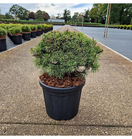 Pinus mugo Mops C6 Lit. 20-25 cm