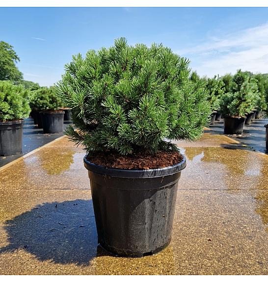 Pinus mugo Mops C20 Lit. 40-50 cm