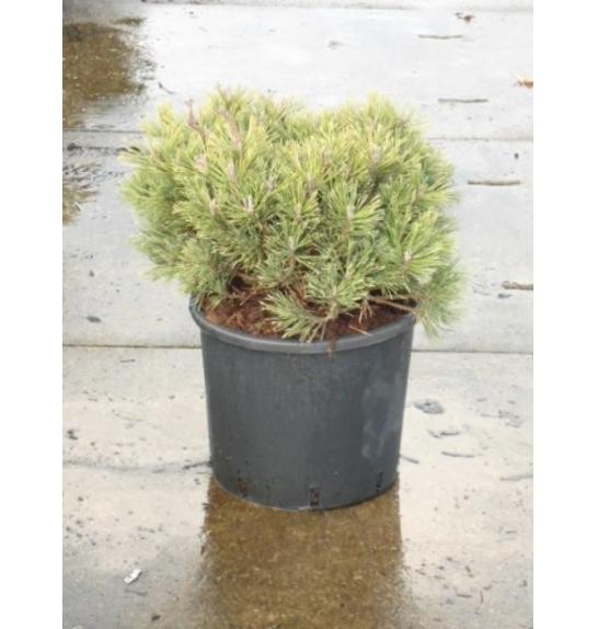 Pinus mugo Mops C15 Lit. 40-50 cm