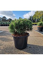 Pinus mugo Mops C12 Lit. 30-40 cm