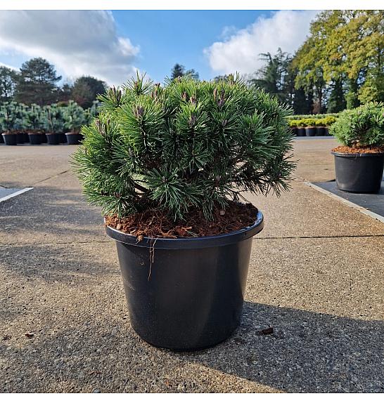 Pinus mugo Mops C12 Lit. 30-40 cm