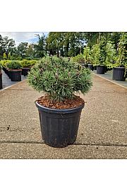 Pinus mugo Mops C11 Lit. 30-35 cm