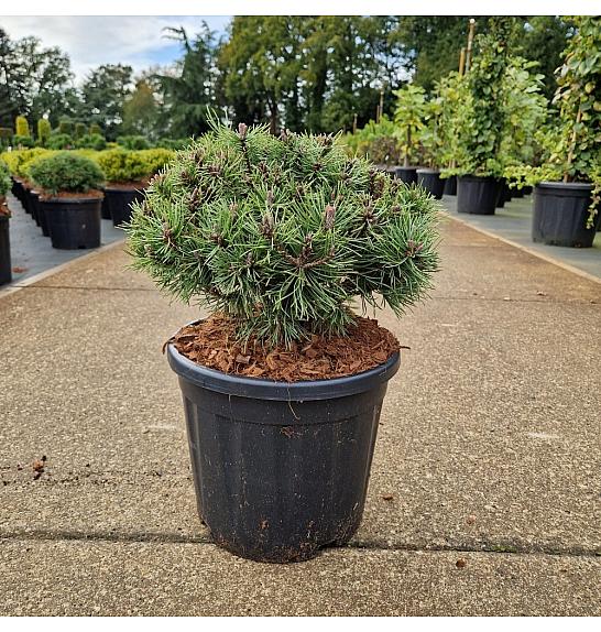 Pinus mugo Mops C11 Lit. 30-35 cm