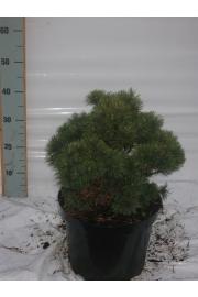 Pinus mugo Mops C10 Lit. 30-40 cm