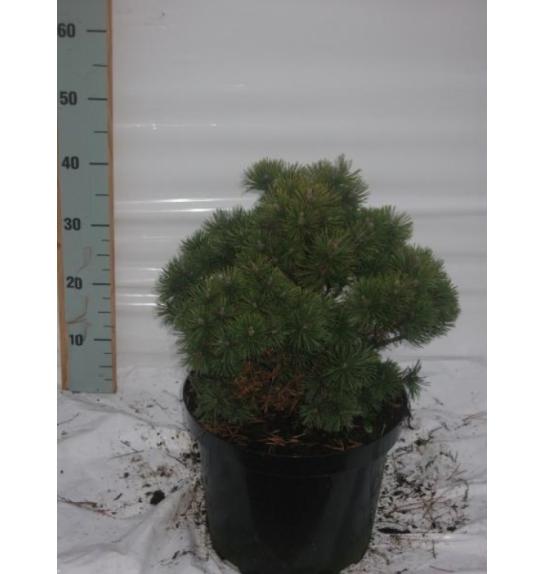 Pinus mugo Mops C10 Lit. 30-40 cm