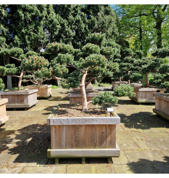Pinus mugo March v lesenem koritu 90x90 cm 150-160 Bonsai
