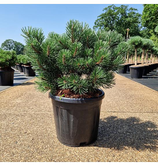 Pinus mugo March C11 Lit. 30-35 cm