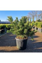 Pinus mugo Krauskopf C18 Lit. 40-60 cm