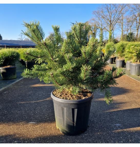 Pinus mugo Krauskopf C18 Lit. 40-60 cm