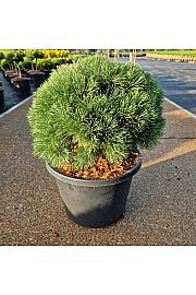 Pinus mugo Kostelnecik C8 Lit. 25-30 cm