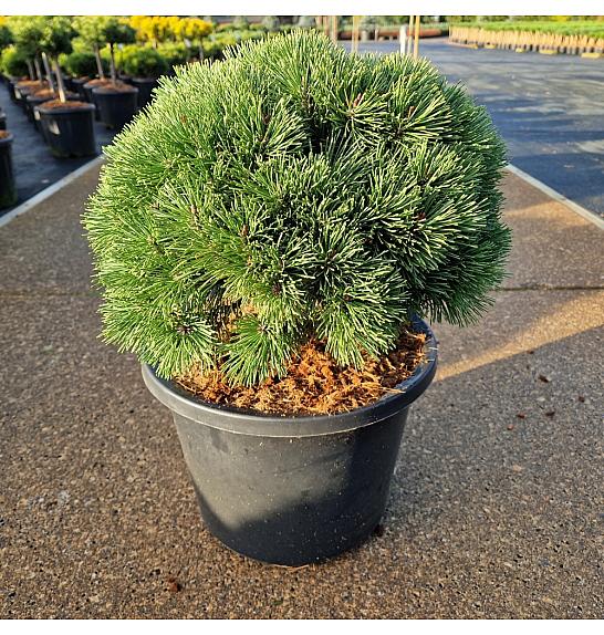 Pinus mugo Kostelnecik C8 Lit. 25-30 cm