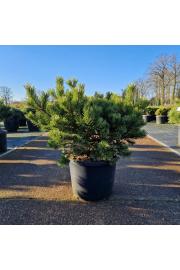Pinus mugo Klostergrün C12 Lit. 35-40 cm
