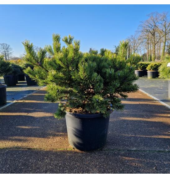 Pinus mugo Klostergrün C12 Lit. 35-40 cm