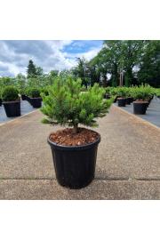 Pinus mugo Klostergrün C11 Lit. 30-35 cm