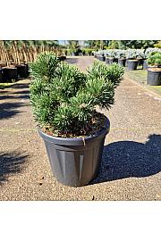 Pinus mugo Jakobsen C8 Lit. 25-30 cm