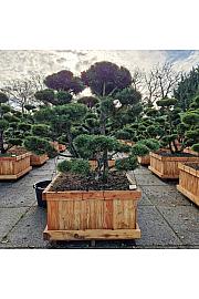 Pinus mugo Gnom V lesenem koritu 110x110 cm 150-175 cm Bonsai