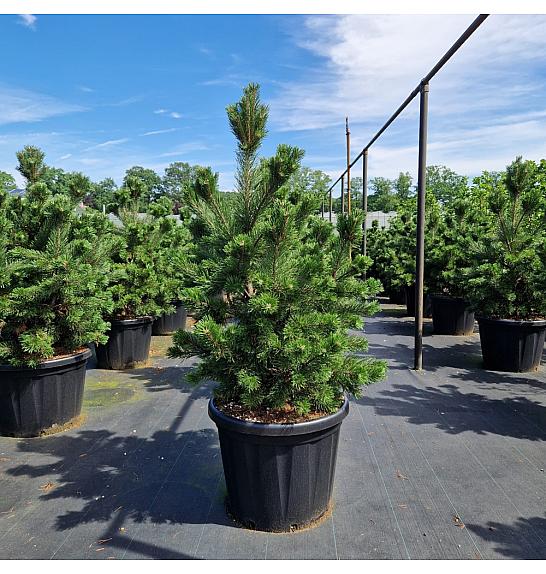 Pinus mugo Gnom C80 Lit. 90-100 cm