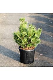 Pinus mugo Gnom C8 Lit. 35-40 cm
