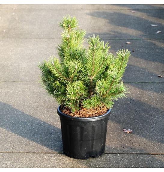 Pinus mugo Gnom C8 Lit. 35-40 cm