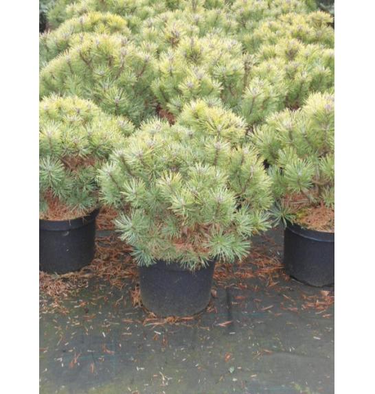Pinus mugo Gnom C15 Lit. 40-50 cm