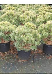 Pinus mugo Gnome C15 Lit. 40-50 cm